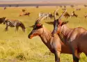 Kenia, Tanzania i Zanzibar - safari z wypoczynkiem_8